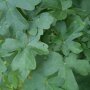 Esdoornhaag (Acer campestre)
